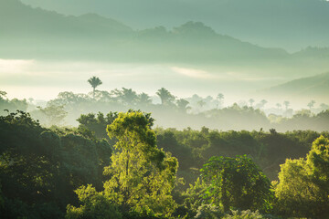 Jungle in Mexico