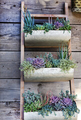 ladder with succulents 