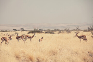 Fototapeta na wymiar Springbok