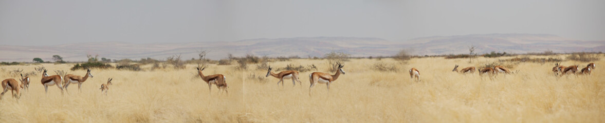 Fototapeta premium Springbok
