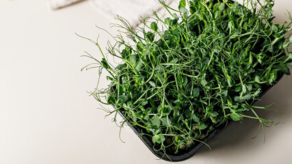 Food banner. Microgreens of green peas in a plastic container on a light background. Super food. Healthy and tasty food. Copy space.
