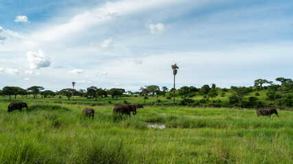 African Elephant herd in Tarangire National Park, Tanzania