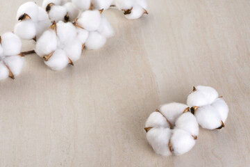 Cotton flowers on a light background.