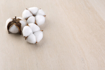 Cotton flowers on a light background.