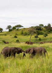 Fototapeta premium African Elephant youngsters facing off in Tarangire National Park, Tanzania