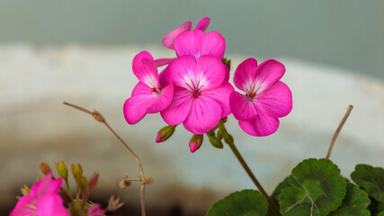 Close-up view on a pink geranium flowers