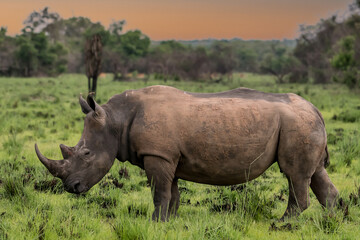 Obraz premium White rhinoceros (Ceratotherium simum) with calf in natural habitat, South Africa