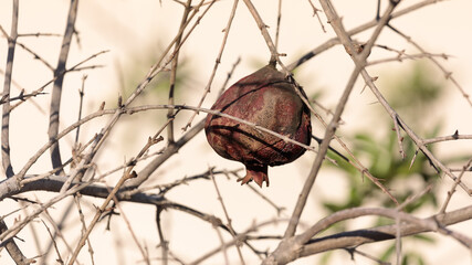 The last withered blackened  pomegranate