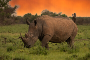 Obraz premium White rhinoceros (Ceratotherium simum) with calf in natural habitat, South Africa