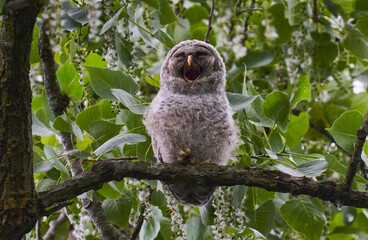 Owlet Barred Owl Raptor on a branch