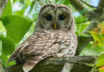 Barred Owl Raptor on a branch
