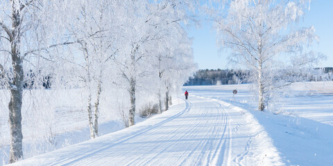 Obraz premium Wintry landscape with snow and frost