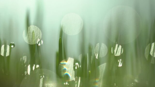 Green grass close-up. Grass rotation in slow motion. Green juicy lawn, it's time to cut. Abstract macro shot of blades of green grass. Dew drops shine with splendor. Beautiful lens blur bokeh.