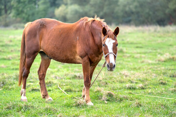 Naklejka na ściany i meble Beautiful chestnut horse grazing in summer field. Green pasture with feeding farm stallion.
