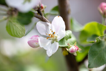 Flowers on branches of an apple tree