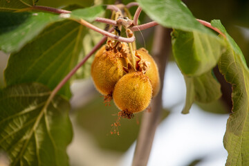 Kiwi fruits grow on a plant