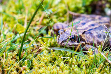 A common frog, Rana temporaria, hiding between the green gras and moss in Ireland