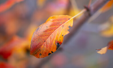 Colorful leaves on the tree in autumn.