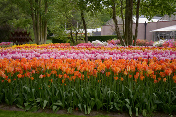 Rows of tulips