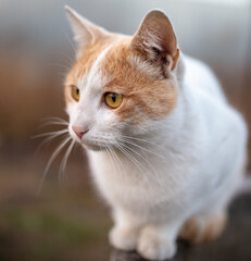 White cat with red spots