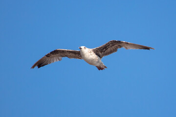 Seagull in flight against the blue sky.