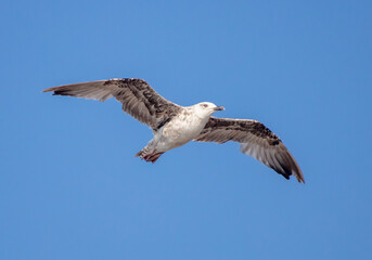 Seagull in flight against the blue sky.