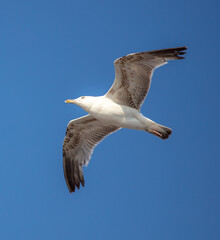 Seagull in flight against the blue sky.