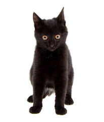 Black cat isolated on a white
