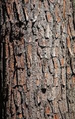Bark on a tree as an background.