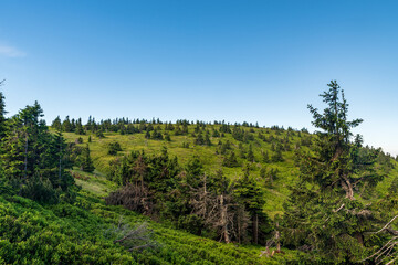 Fototapeta na wymiar Jeleni hrbet hill covered by grass, bilberry shrubs and smaller trees in Jeseniky mountains in Czech republic