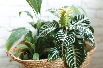 Obraz premium House plants stand in a jute basket against a white brick wall. Clean lifestyle interior. Urban jungle concept. Landscaping at home. Aphelandra, spalifilum, avocado.
