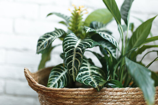 House plants stand in a jute basket against a white brick wall. Clean lifestyle interior. Urban jungle concept. Landscaping at home. Aphelandra, spalifilum, avocado.