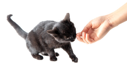 Black cat eats from hand on a white