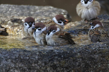 6 sparrows are satisfied with bathing in a wash basin.