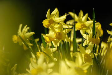 Obraz premium Jonquilles