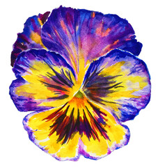 Watercolor violet pansy flower isolated on white background