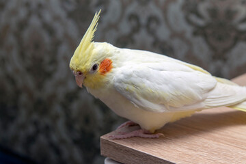 Corella (Nymphicus hollandisus) is an Australian bird belonging to the popular cockatoo family.