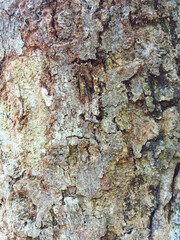 bark of a tree