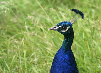 The head of a male peacock close-up on a background of green 