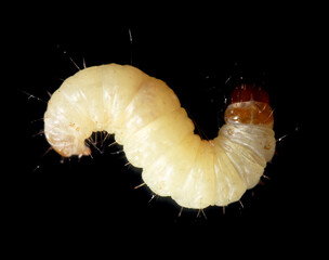 Close-up of a white moth larva on a black