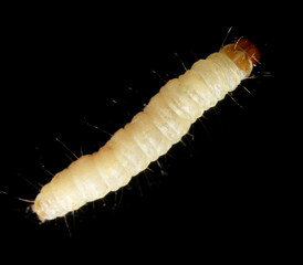 Close-up of a white moth larva on a black