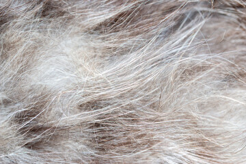 Obraz premium Close up of cat hair as abstract