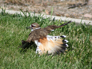 Killdeer in Defense