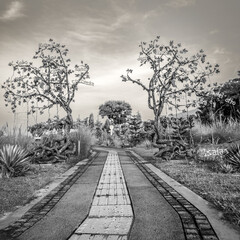 Fototapeta premium Some trees on my running path..Monumento a la reconciliación.