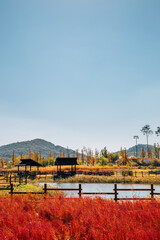 Autumn of Gaetgol Eco Park in Siheung, Korea
