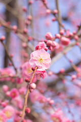 紅の梅の花、曽我梅林にて