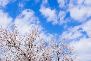 梅と青空、小田原市の曽我梅林にて