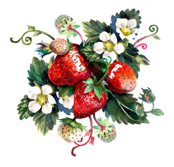 Composition with strawberries. Watercolor on a white background