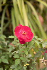 Pink flower in the garden