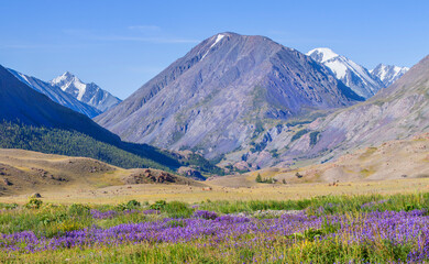 Fototapeta na wymiar Mountain landscape on a summer day, blooming meadow
